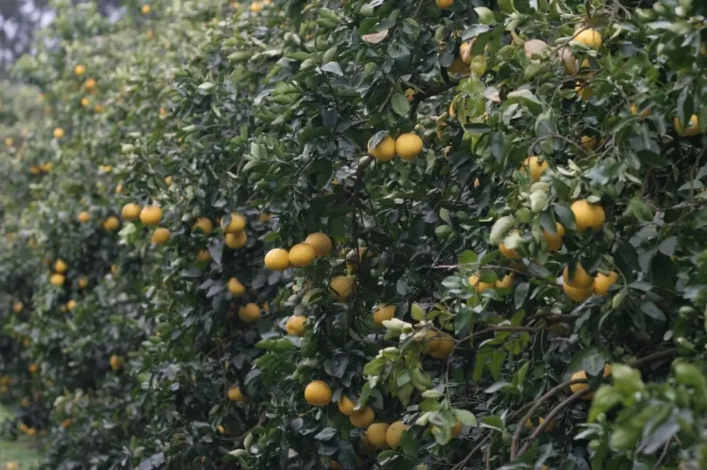 Los montes de la Florida, EEUU, darán menos fruta