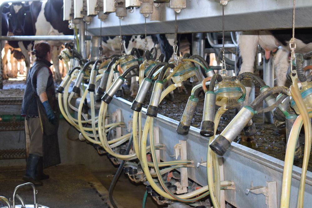 Leche: destacado avance en enero de este año en la remisión desde los tambos.