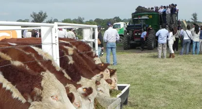 Demostraciones de alimentación animal.