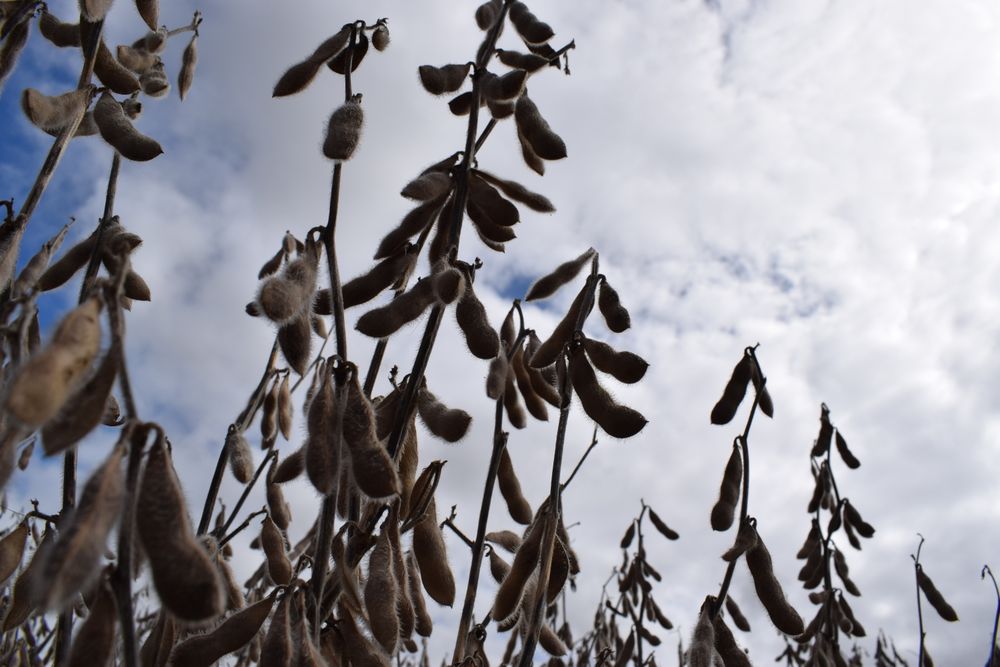 Soja: cierra una semana con movimientos positivos.