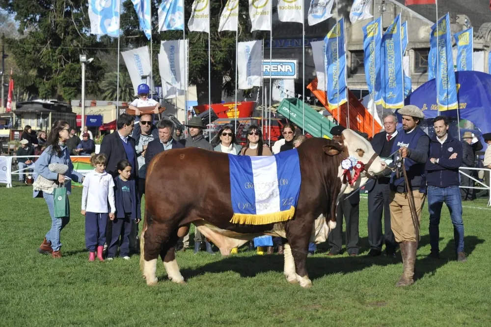 El Gran Campeón Braford.