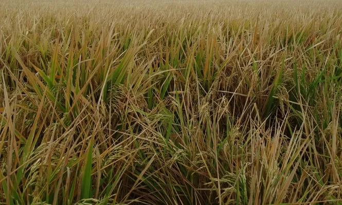 Cultivo de arroz.