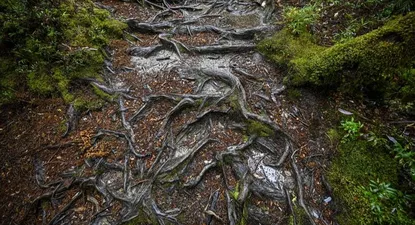 El Observador | 1682216744367.webp