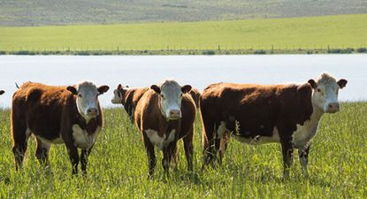 El Observador | prod-vacas-560x367.jpg