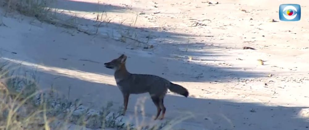 El zorro encontrado en la playa de Carrasco