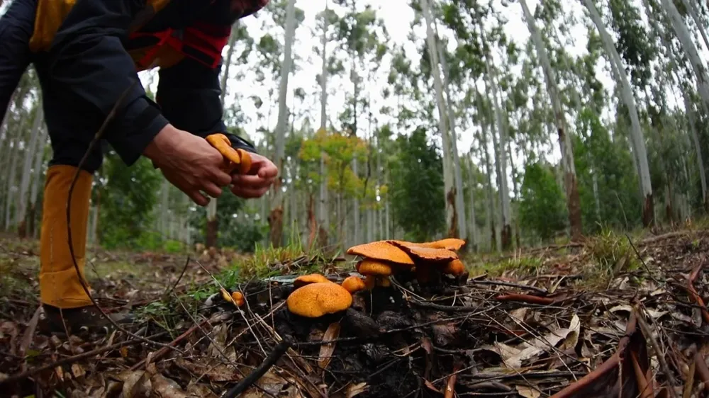 Hongos en montes con eucalyptus.
