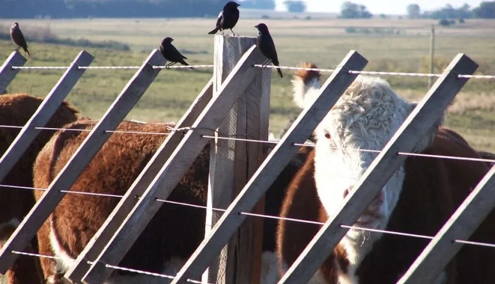 Estiman que la suba del precio se acentuará