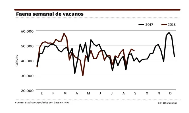 Precio del novillo gordo sigue sin encontrar el punto de equilibrio