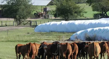 El Observador | La faena vacuna es muy menor a la habitual a fin de año