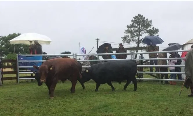Calidad Angus garantida en Minas