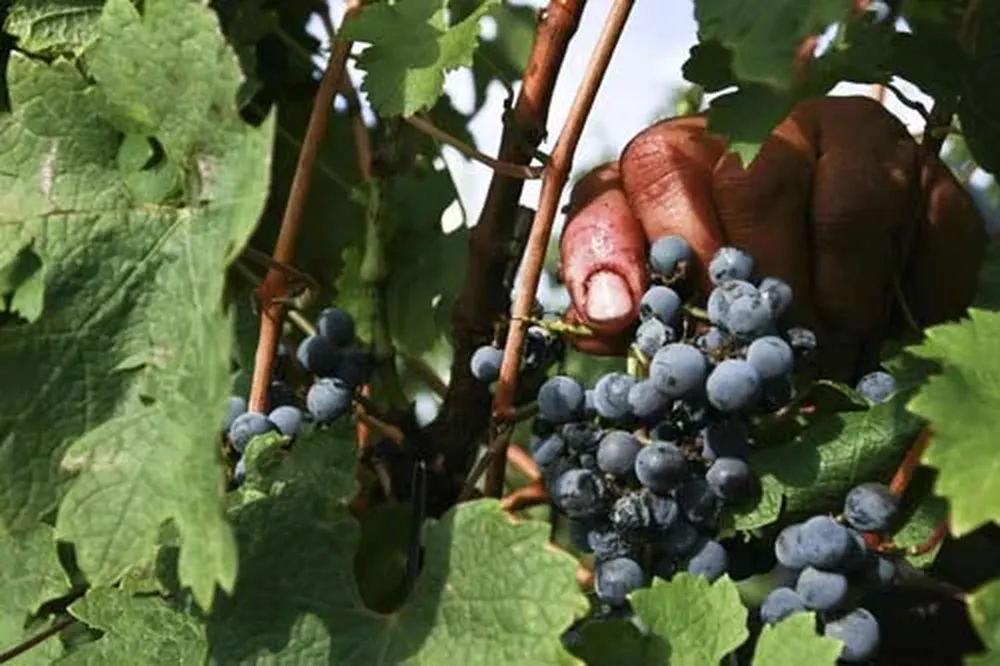 El dedo en la uva, resumen de la vendimia: un momento fundamental en la elaboración del vino