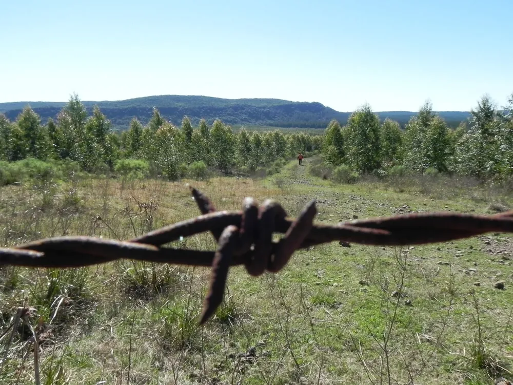 El caso surgió a raíz de una consulta que realizó en junio de 2021 la empresa Forestal Oriental SA.