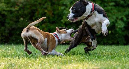 Un estudio reciente ha revelado la importancia de la edad en el desarrollo de la demencia canina. &nbsp;