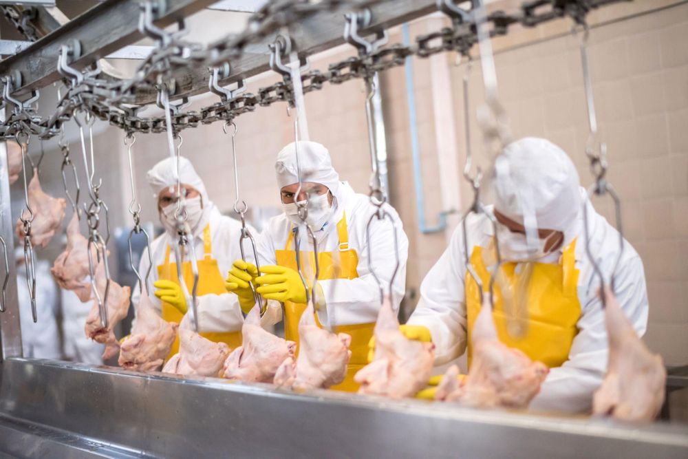 En EE.UU. casi ya no se usa el cloro en la producción del pollo, según asegura la industria de ese país.