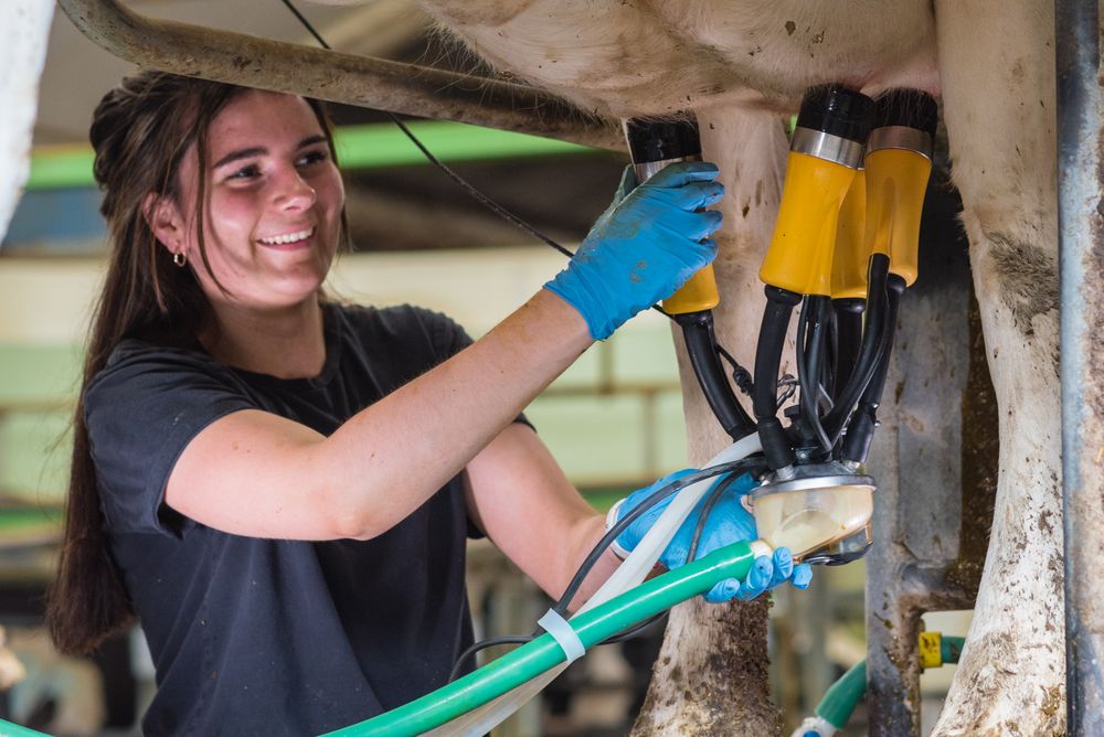 Ordeñe más eficiente y mejorador de la salud animal y del producto leche.