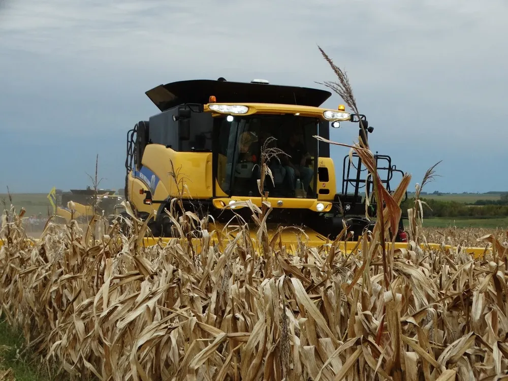 El área maicera nacional volverá a crecer en la próxima campaña.