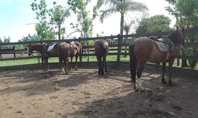 Coco, Rita y Nochero: los tres caballos de equinoterapia faenados en forma clandestina